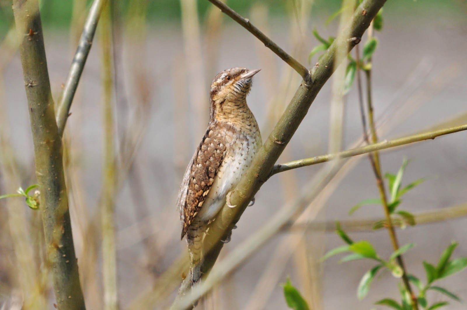 Woodpeckers Of Europe: Wryneck: a migratory woodpecker