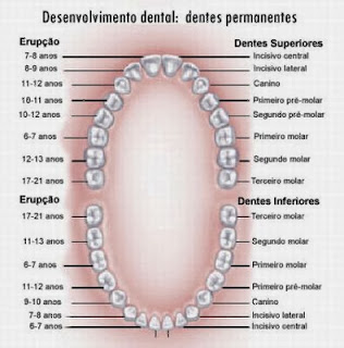 nascimento dos dentes