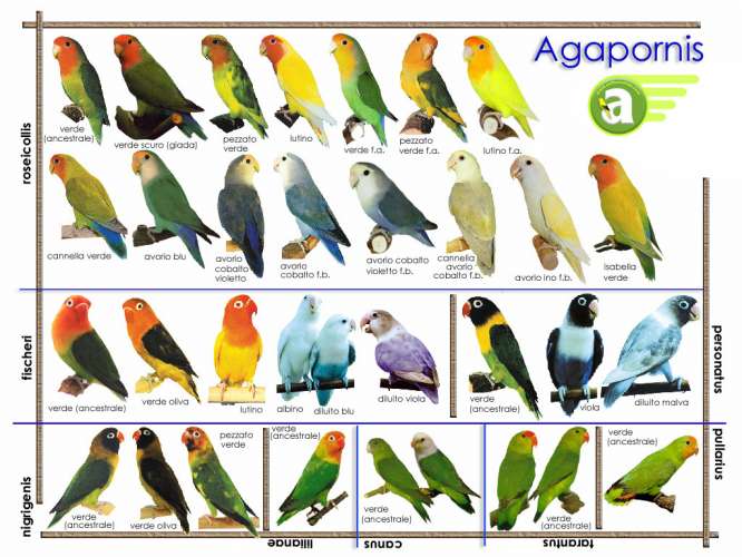 Burung Labet Pastel Biru