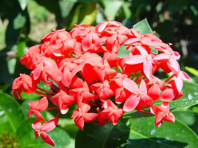 Vẻ đẹp của loài bông hoa Trang tự nhiên & bonsai