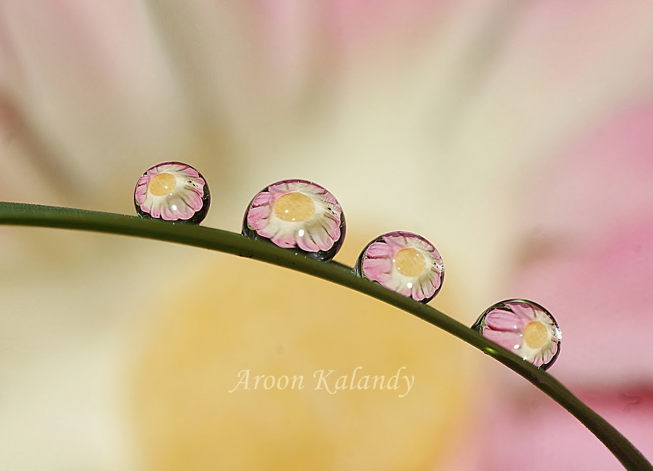 Macro Tutorial Water Drops Photography Technology Share