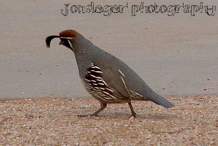 Northern Illinois Birder California Quail & Gambel's Quail Western Birds