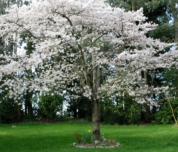 Blossoming Apple Tree