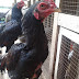 Tempat Jual Beli Ayam Bangkok Aduan