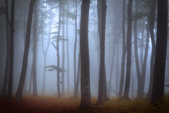 Mystic Forest Stock Photo