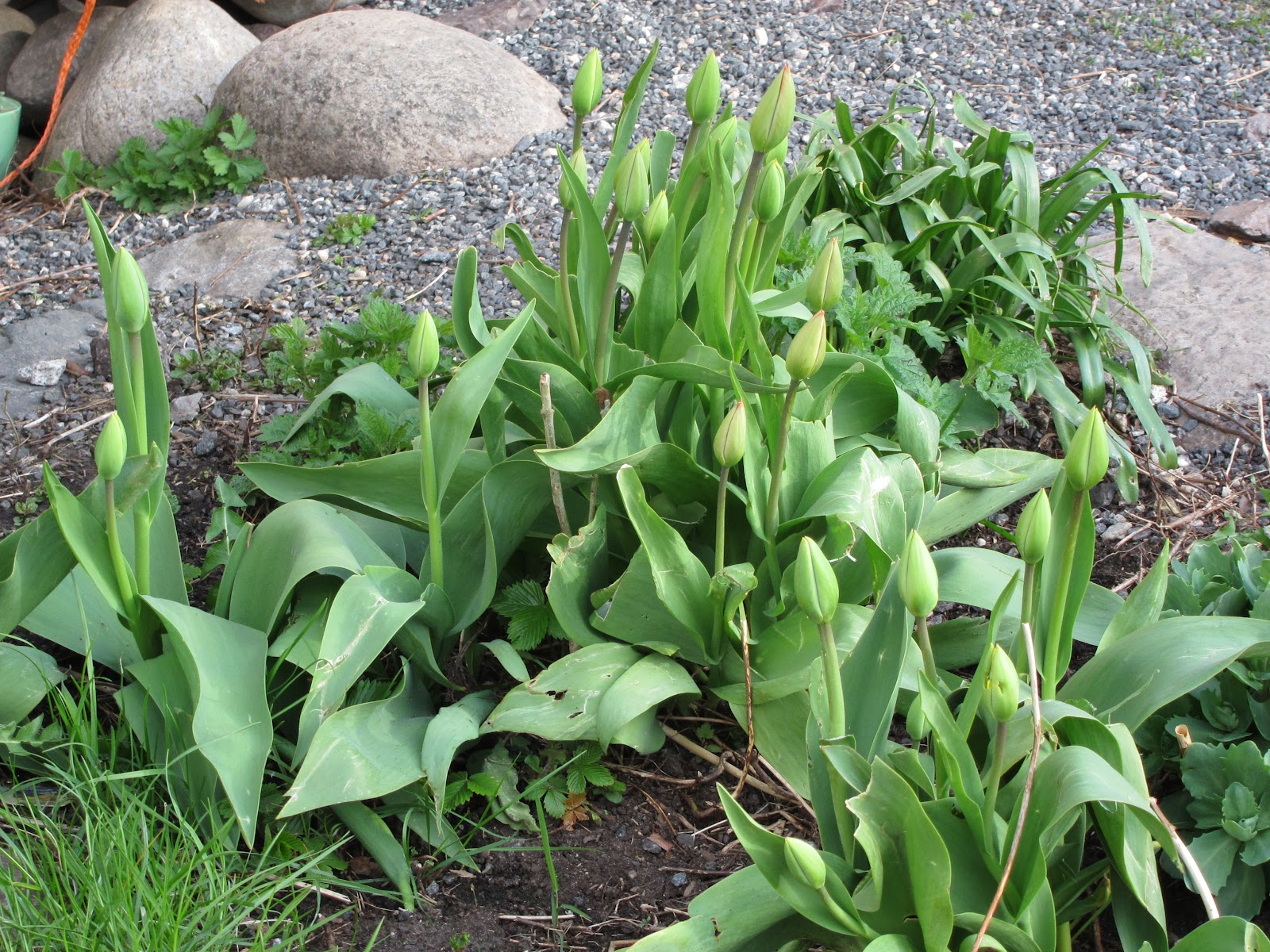 Budding Tulips