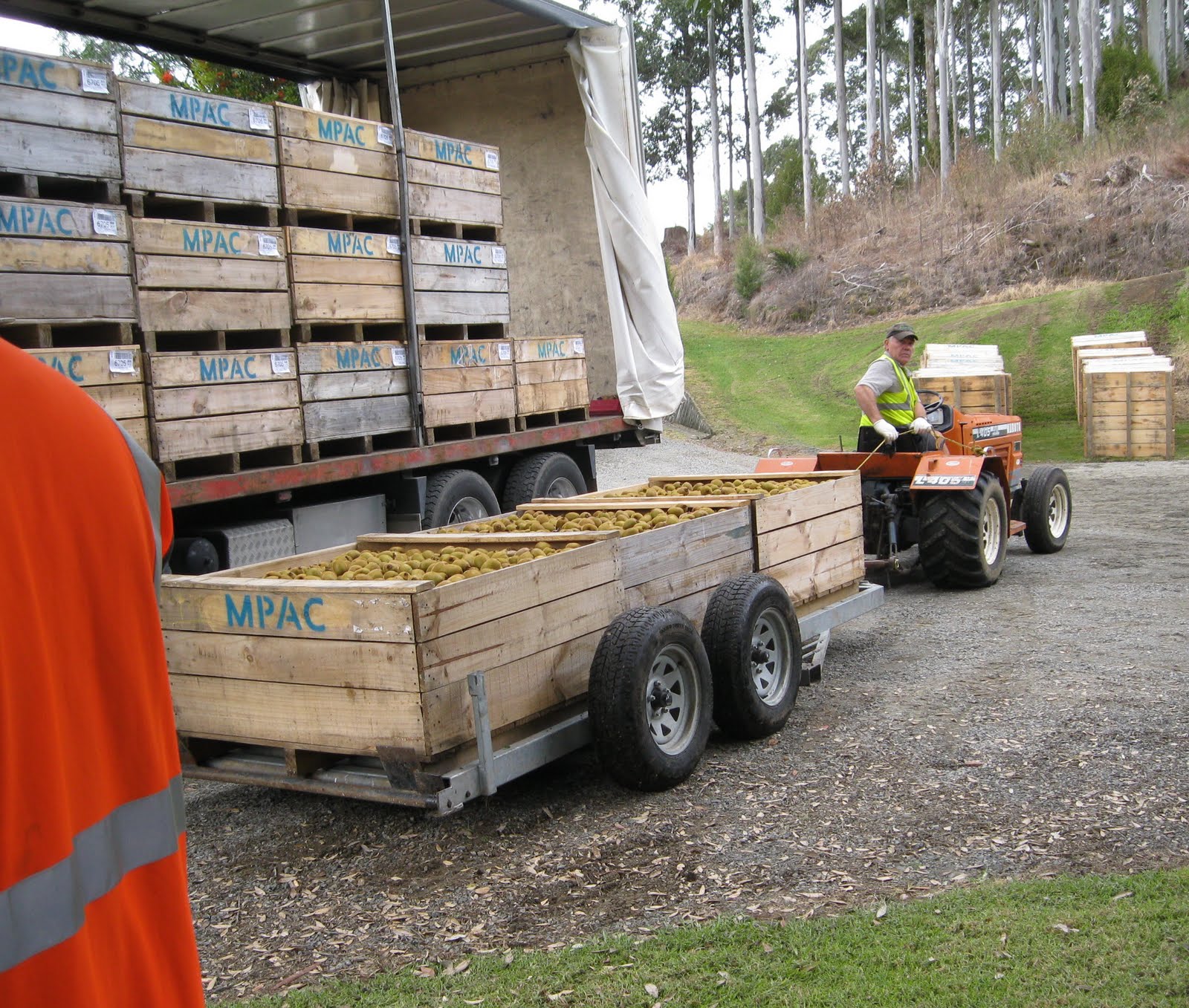 Quiltingorchardist Kiwifruit Harvest.