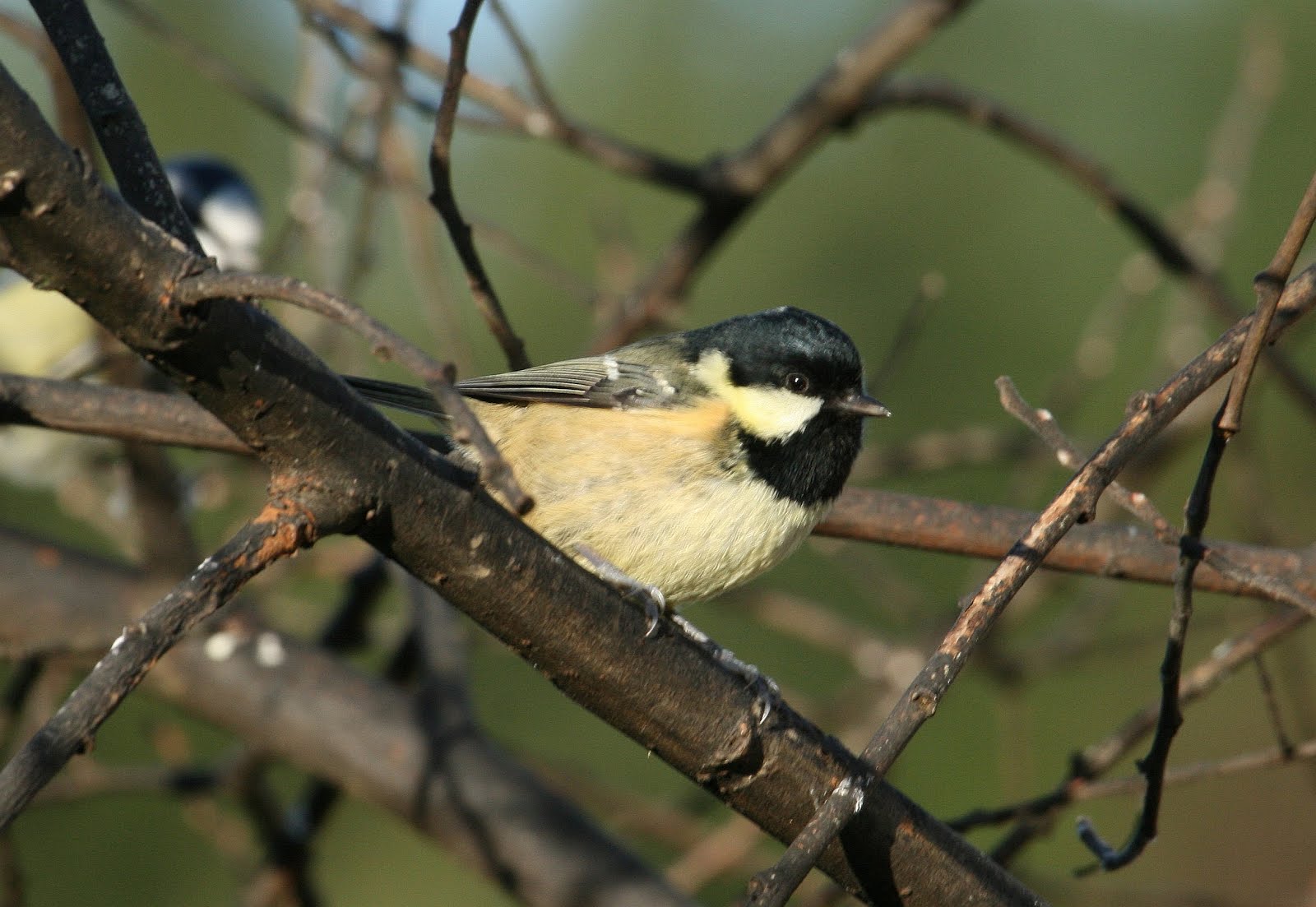 Coal Tit