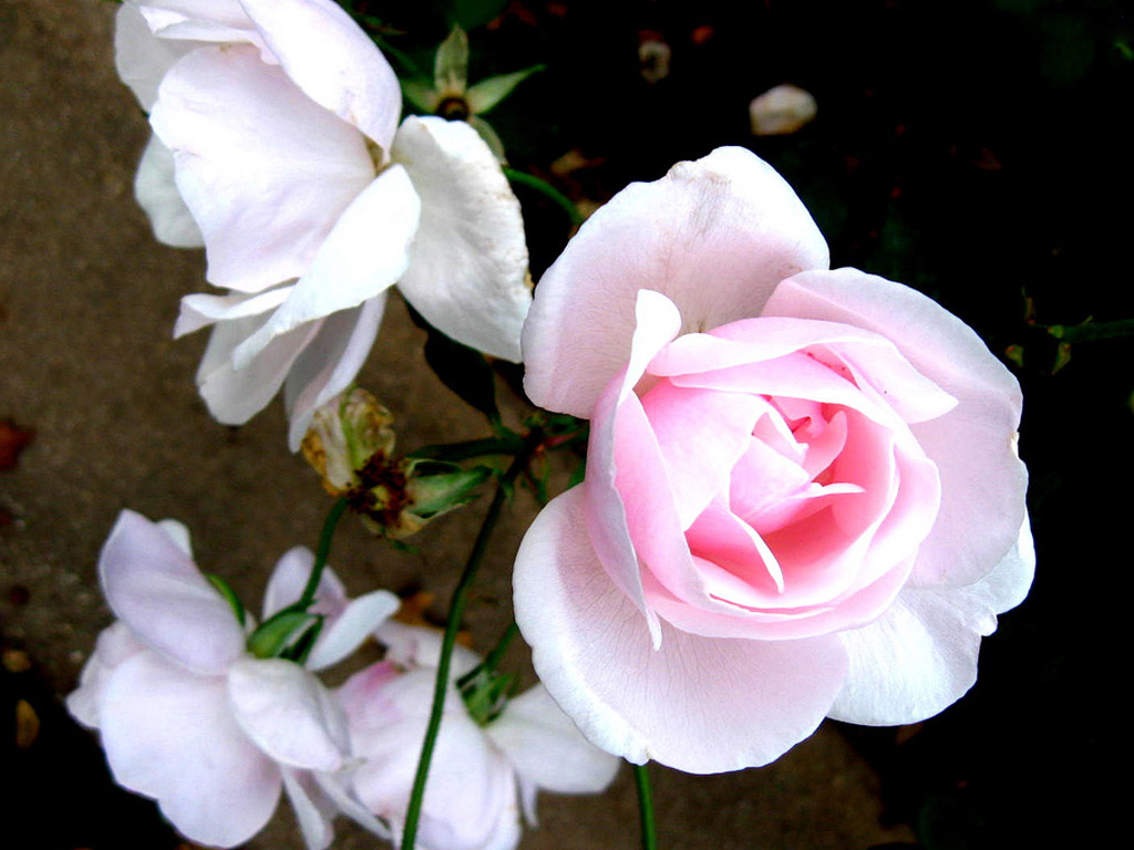 http://2.bp.blogspot.com/-qawigxA9nUc/T-_Etc9cJ-I/AAAAAAAABWc/krF9LbjZ1uk/s1600/beautiful+rose+flower+wallpaper1.jpg
