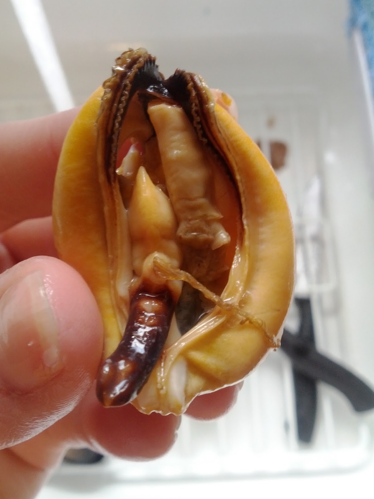 Happy Mother Runner Foodie Friday Clam Saganaki