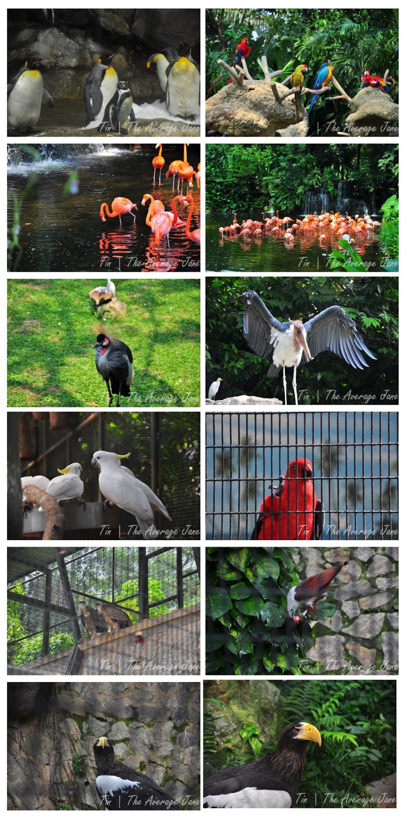 The Average Jane A Commune with Fine Feathered Friends at Jurong Bird