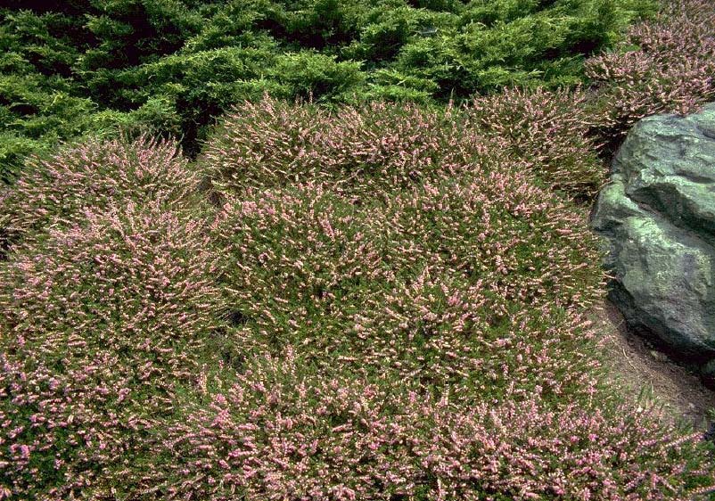 Mexican Heather Archives Ramblings From A Desert Garden