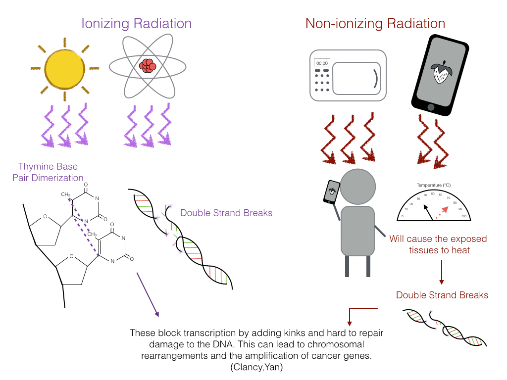 Cancer Biology iCancer — Are cell phones increasing our risk?