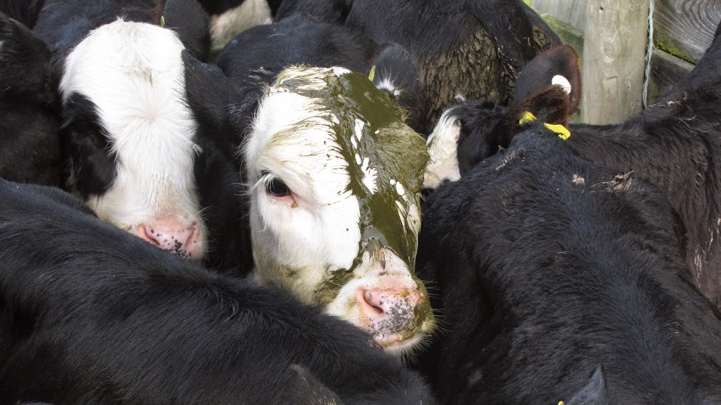 young cow with poop on its face wwoof workway new zealand