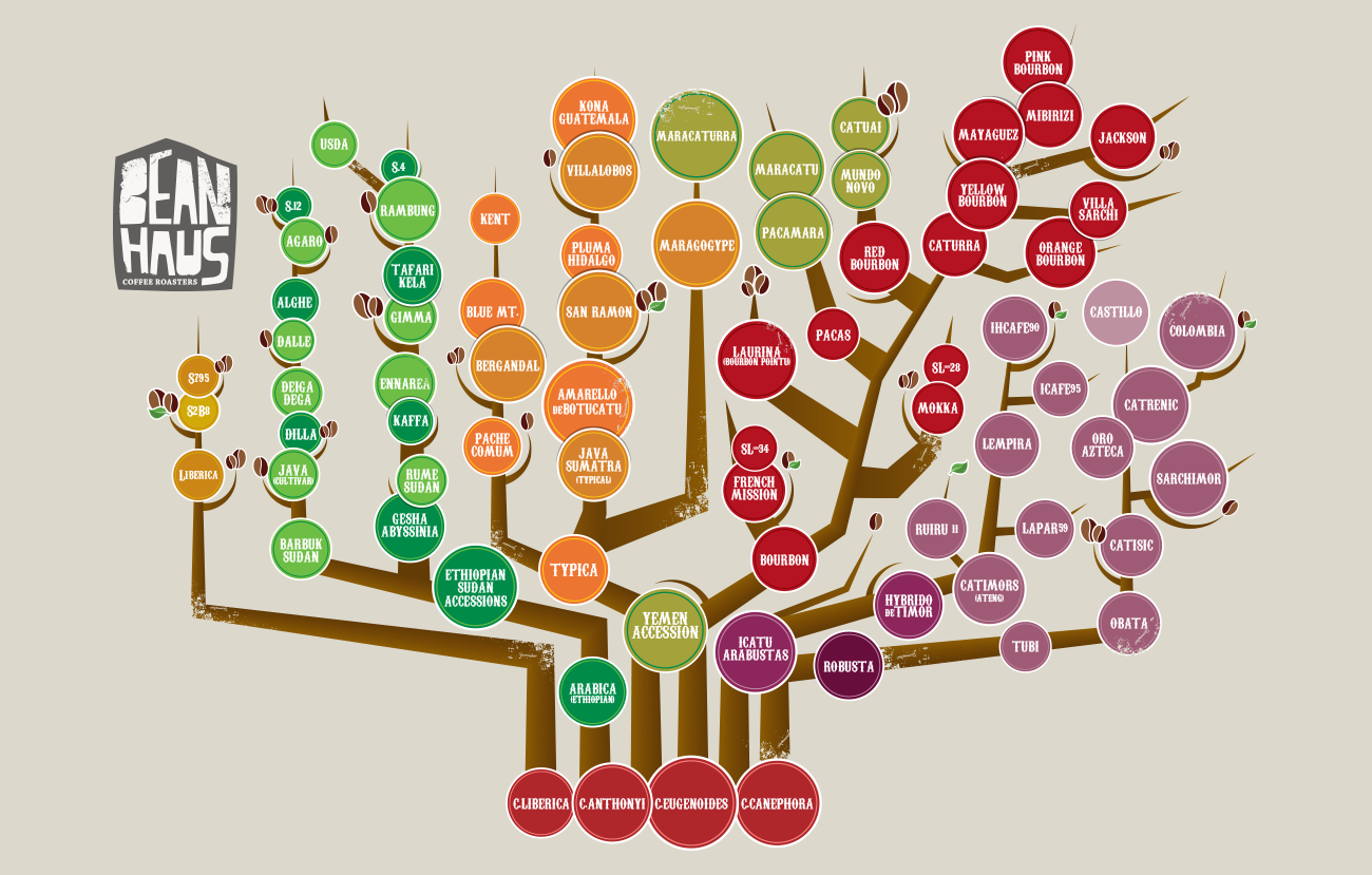 Coffee Blogers The Anatomy Of A Coffee Tree