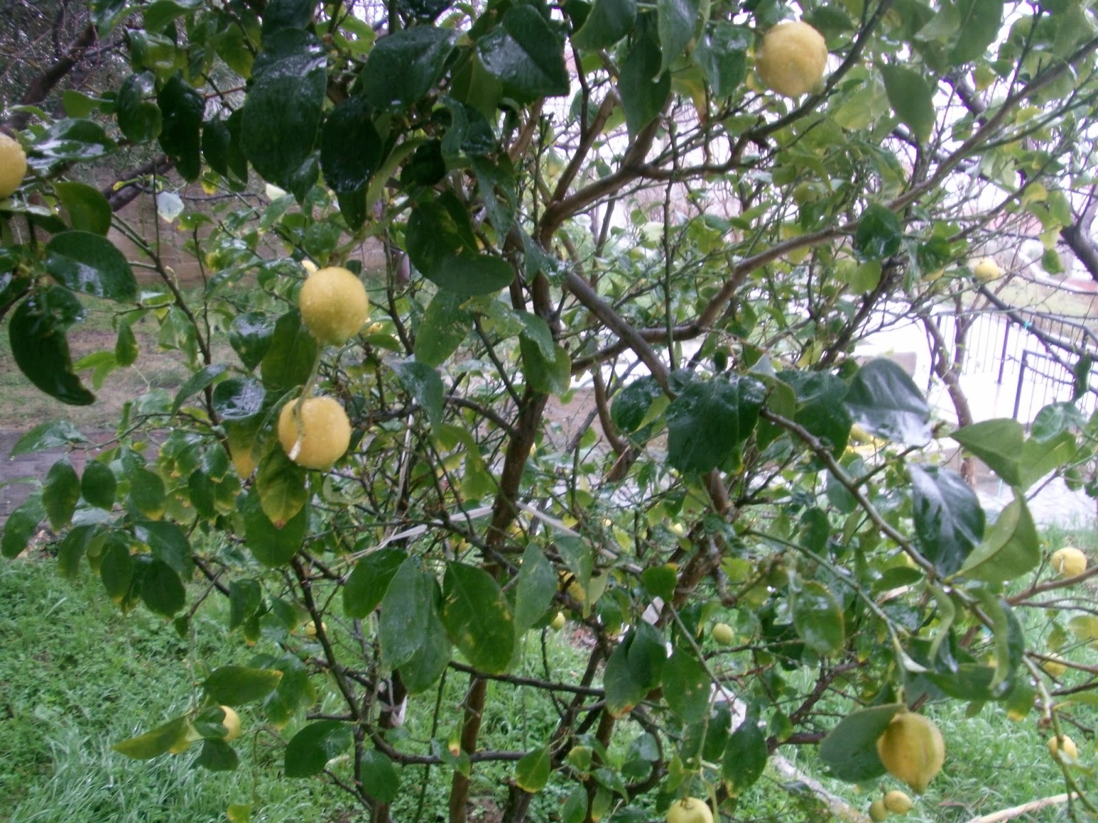 limon yetistiriciligi limon yetistirme limon agaci sulama limon agaci bakimi