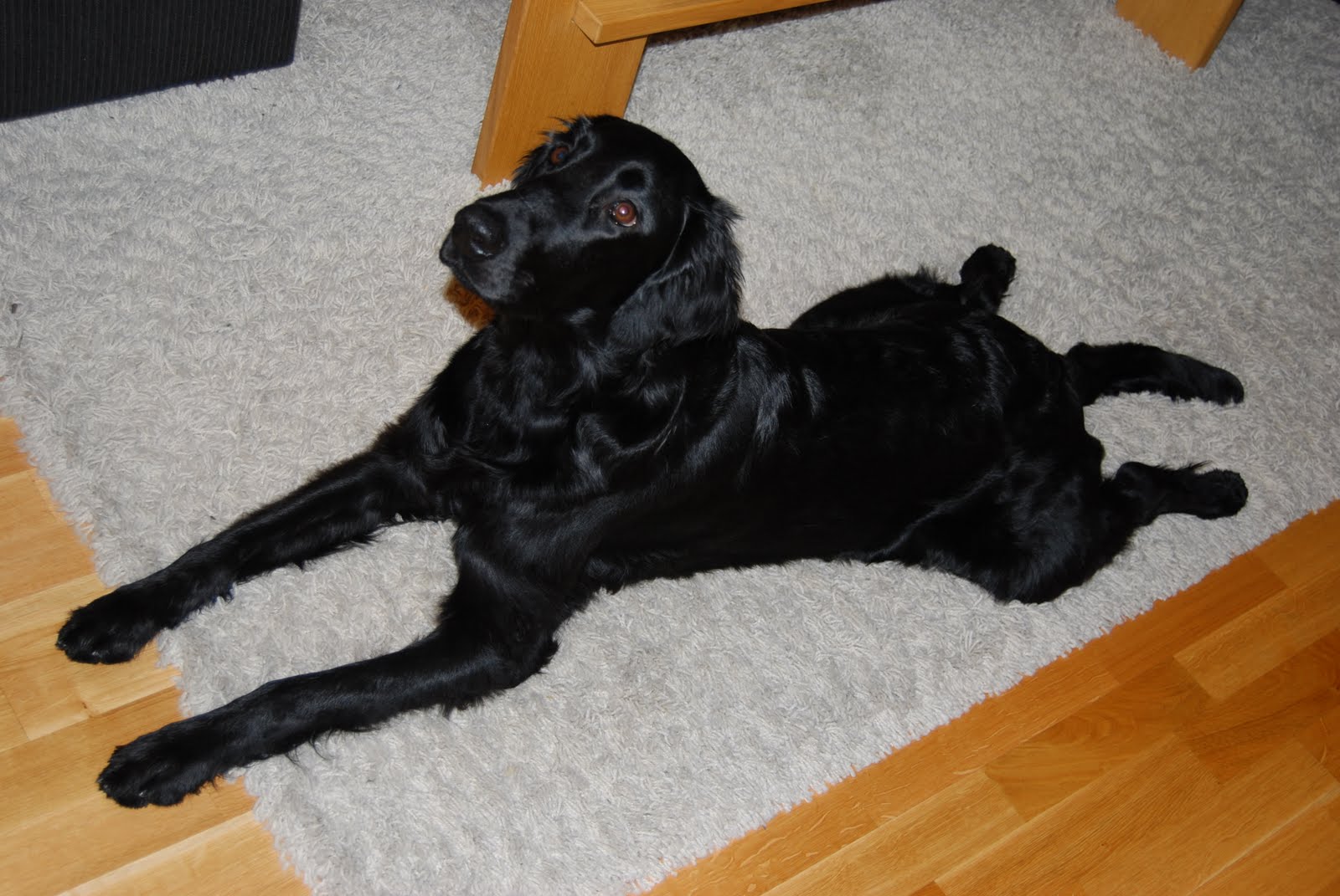 gå på promenad dejt