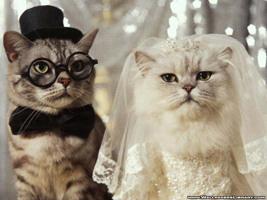 funny_cats_marriage_couple_one_with_spectacle_other_white.jpg