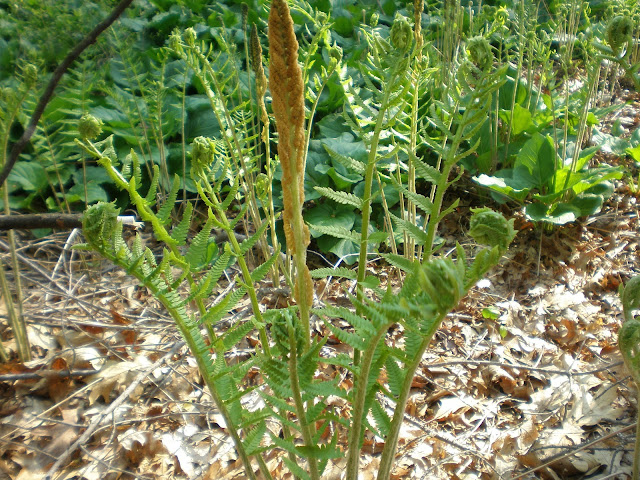 fiddleheads in a vernal pool