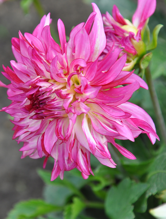 Three Dogs in a Garden More New & Recent Plant Introductions
