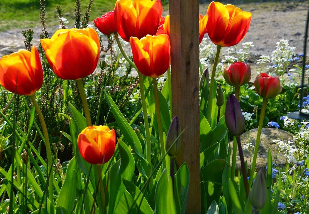 felixtraumland Tulpen, Tulpen und noch mal Tulpen