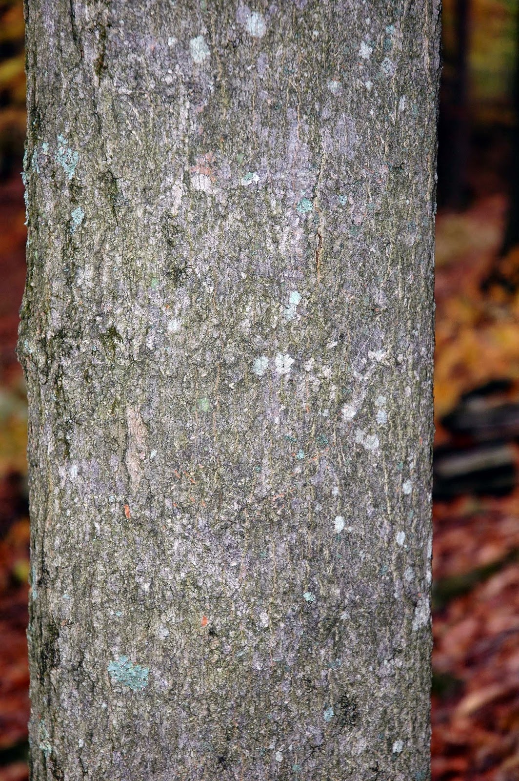 Field Biology in Southeastern Ohio Maples of Ohio