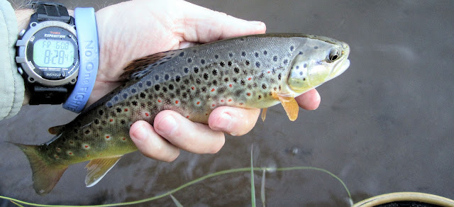Little+brown+trout.jpg