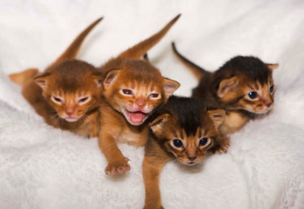 Anemia In Cats With Kidney Enzyme Failure Anemia In Cats With Kidney Enzyme Failure