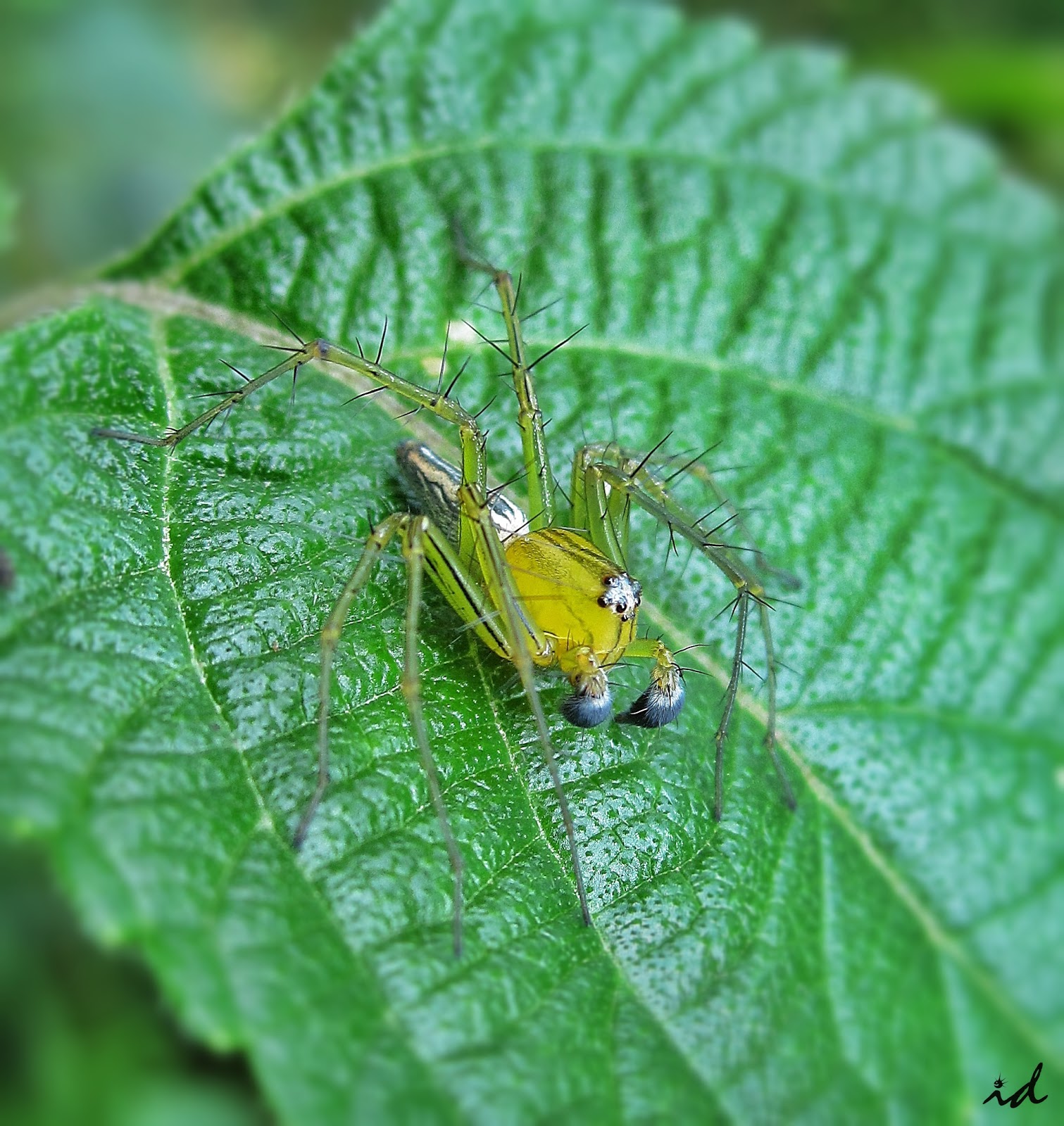 Indonesian Bugs & Others: Striped Lynx Spider from Situ Cileunca