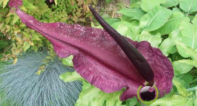 Stink Lily Stink Lily