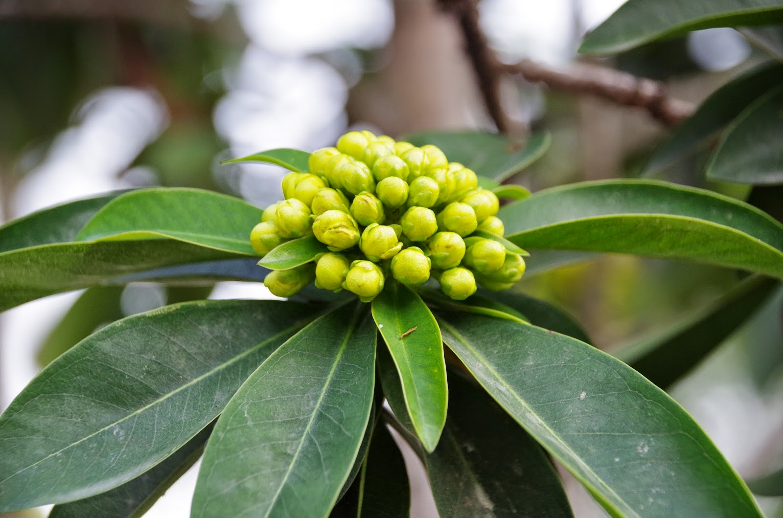 Trees and Plants Golden Penda