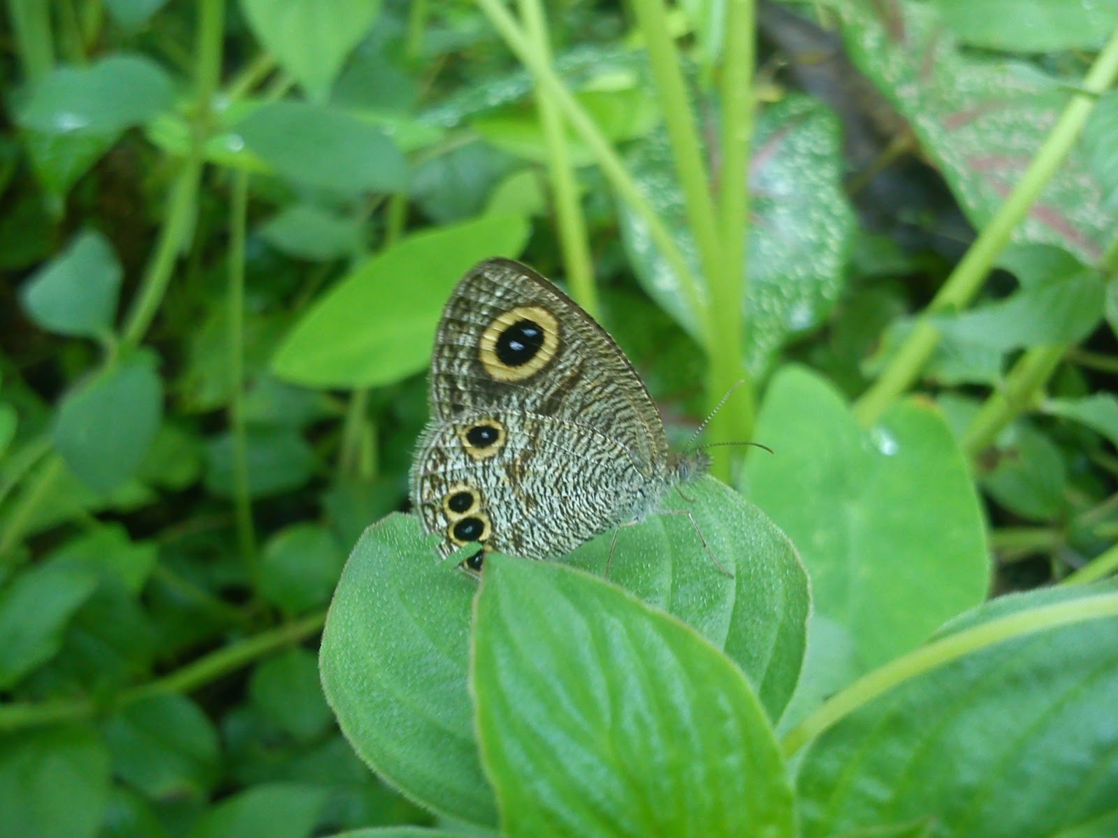 BUTTERFLIES OF KERALA