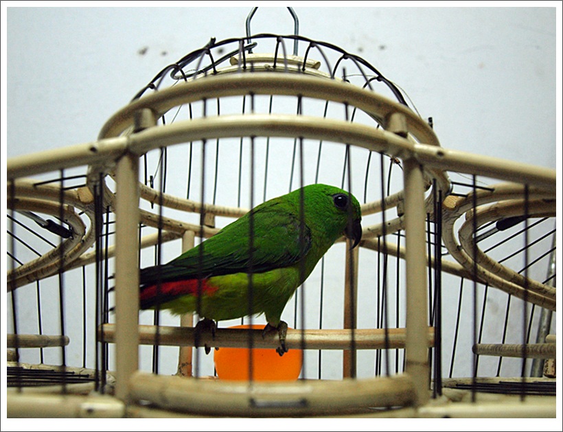 Zam Ajuli Lensa Hobbies And Collections