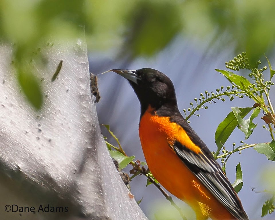 Ohio Birds and Biodiversity Oriole, eating tent caterpillars!