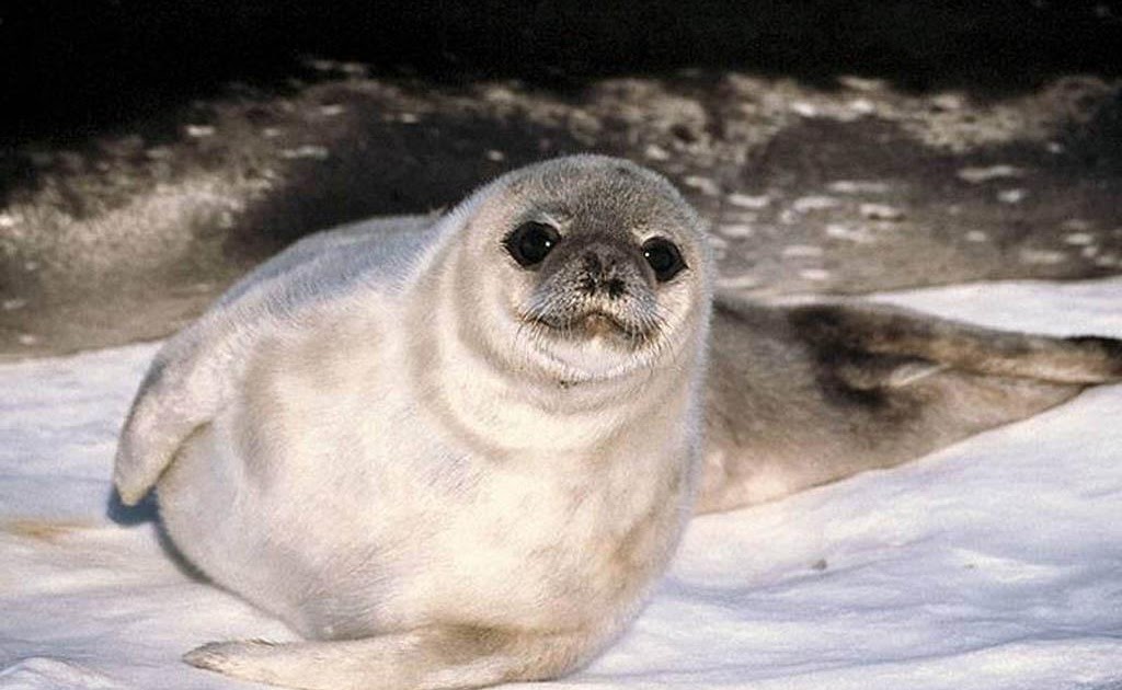 Background Collections: walrus pictures