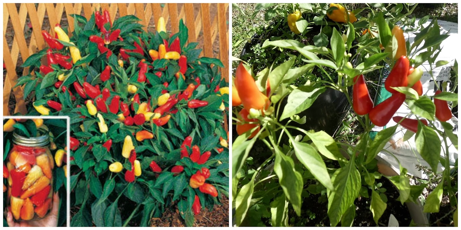 Livin' In The Green How Did They Grow? Reviewing Five New Garden