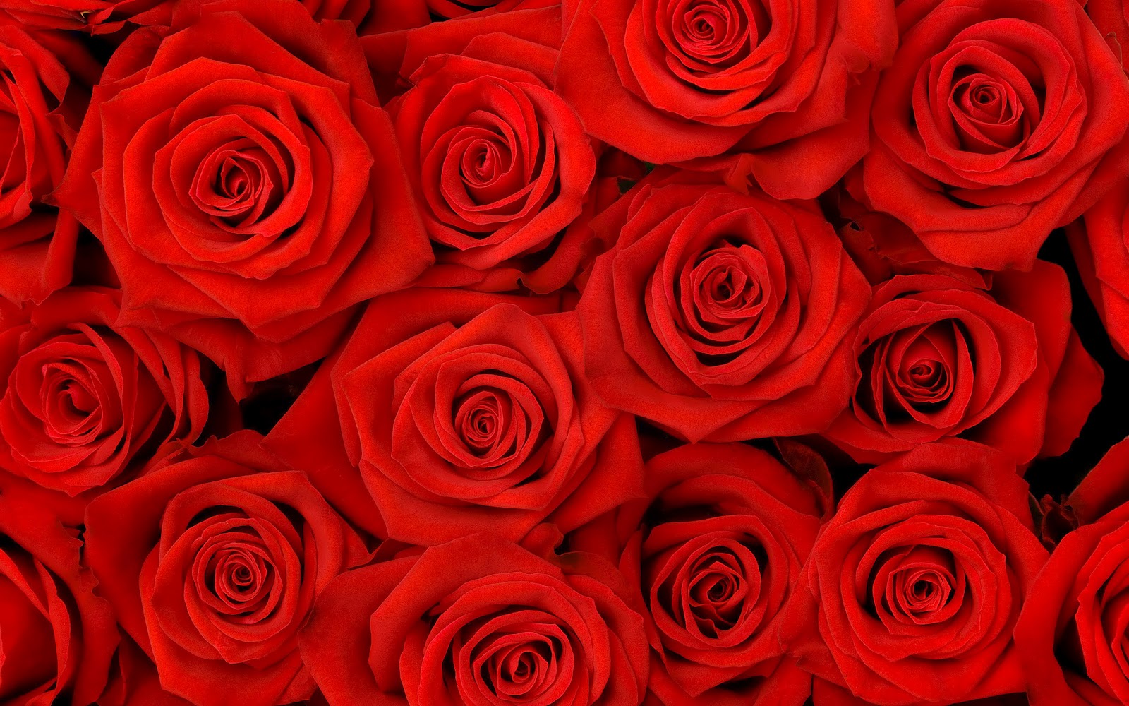 Red Roses HD Wallpaper | Wallpapers in blog*