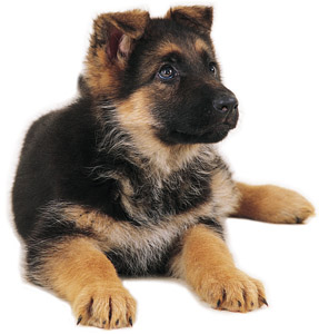 Cute dogs-German-Shepherd