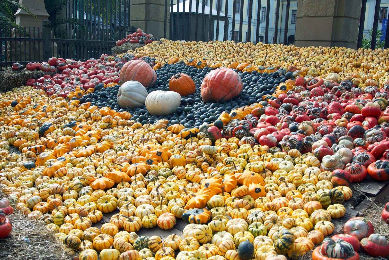 Kessy S Pink Sugar Halloween Saftige Kurbis Muffins Mit Weisser