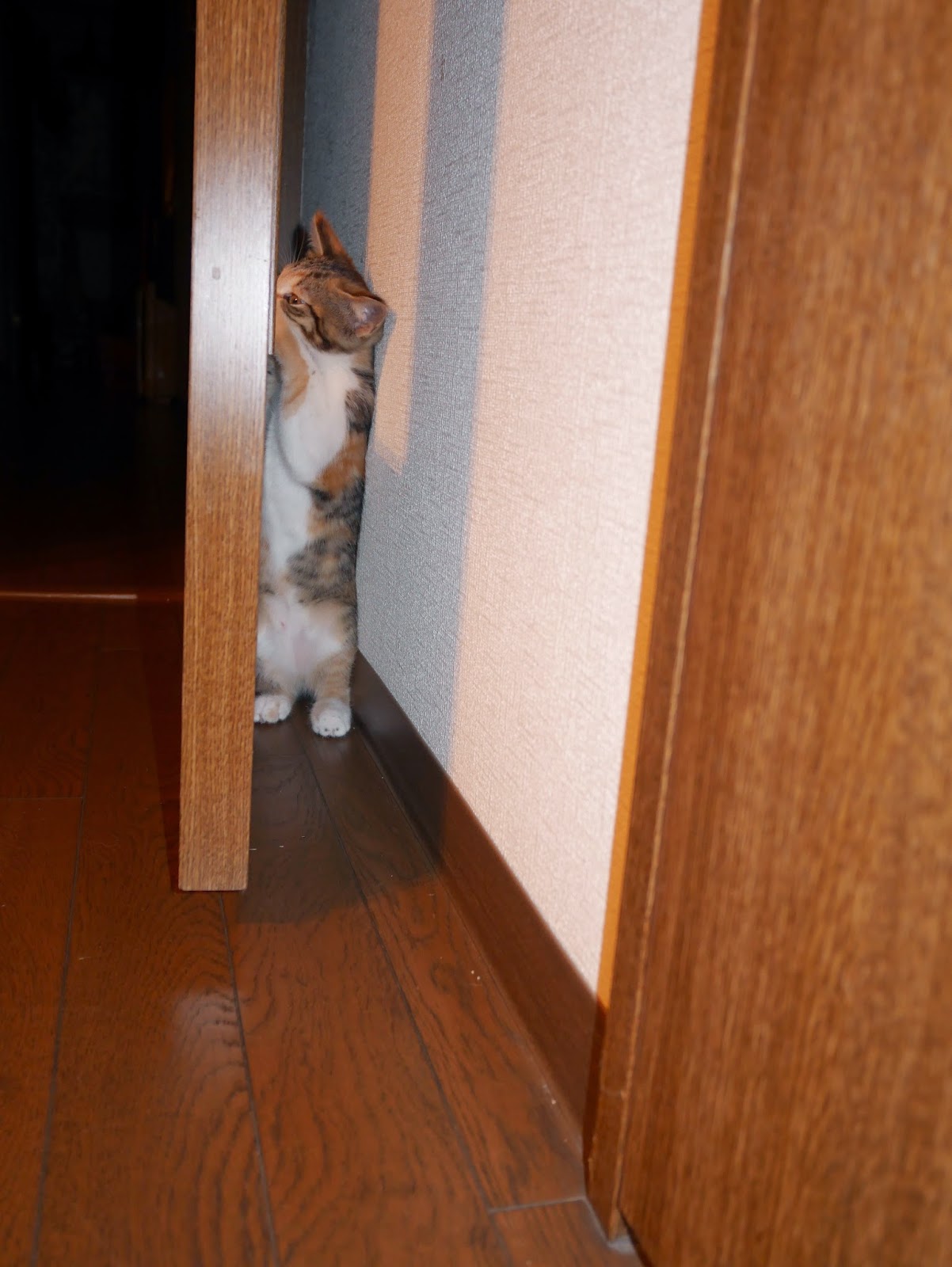 猫のなつめともなかの日記 こはくさらにしぐれそしてみぞれ 隙間ネコ