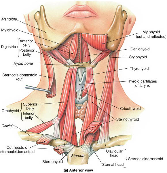 muscles of mouth and throat