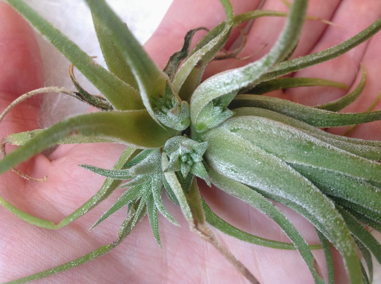 Purely Designed Removing a baby air plant from its mother