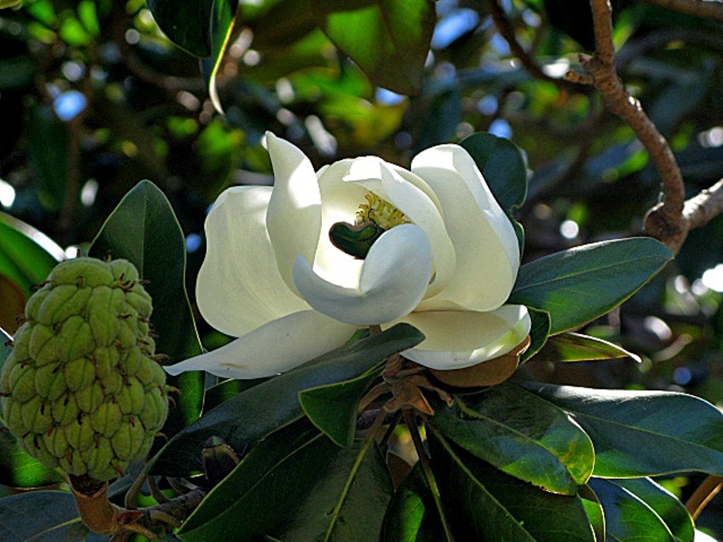 Make Them Wonder Magnolia Christmas Decor