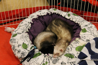 frettinäyttely+wcwfs+ferret+show