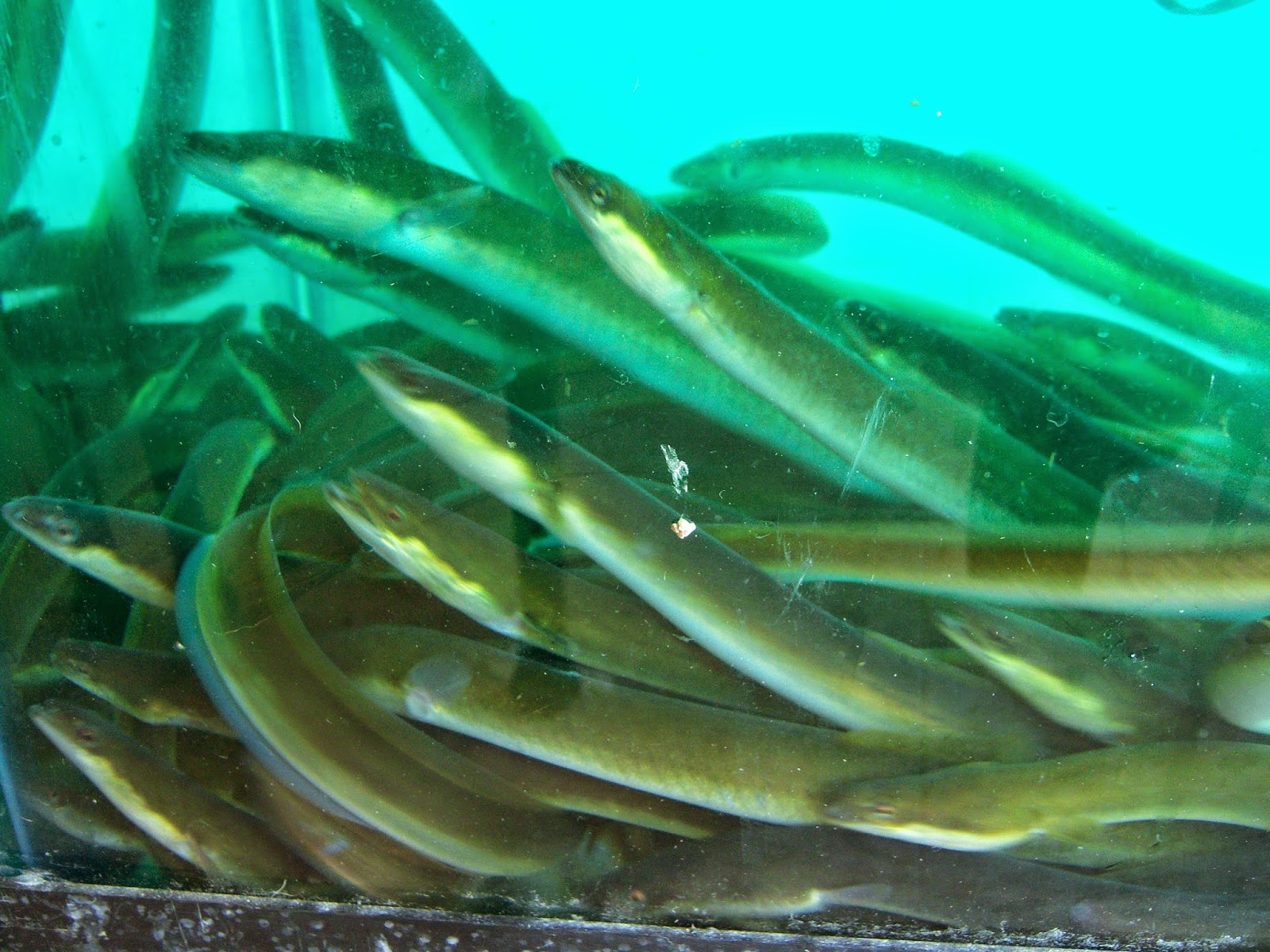 Live Eels are here Chasing Tails Bait & Tackle