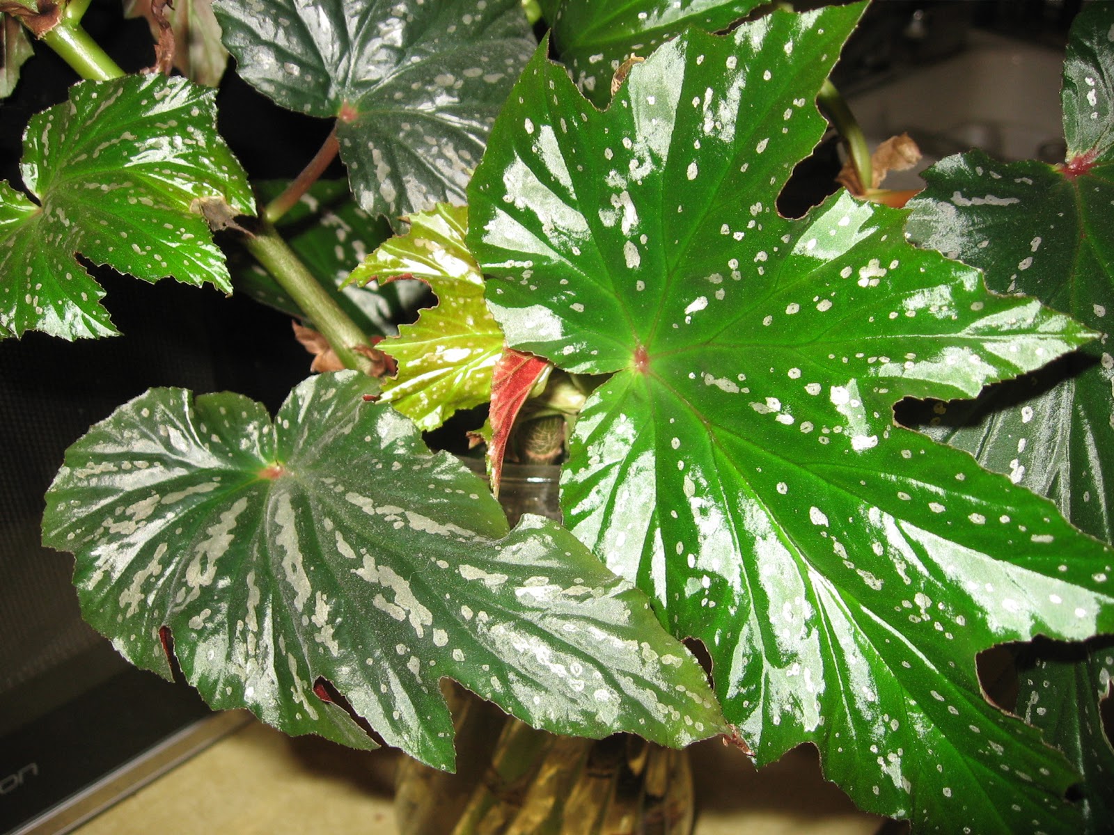 How To Start An Angel Wing Begonia at William Tollison blog