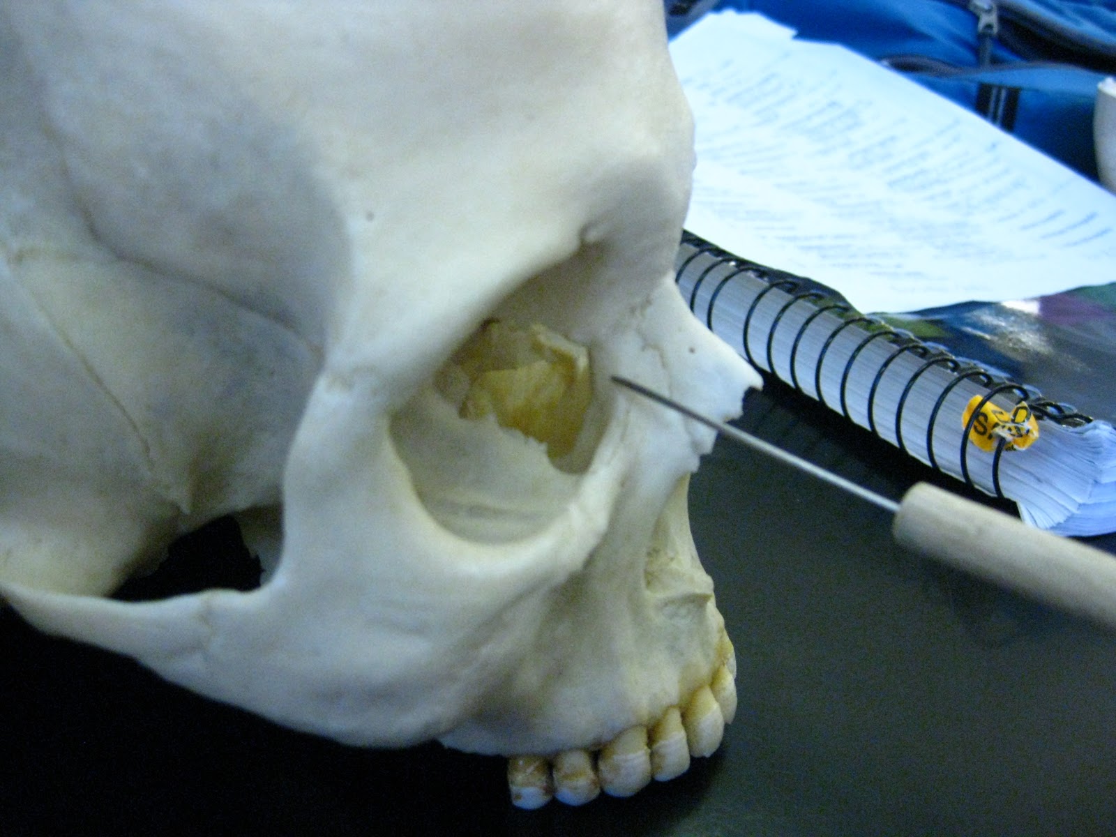 Boned: Human Skull - lacrimal bone