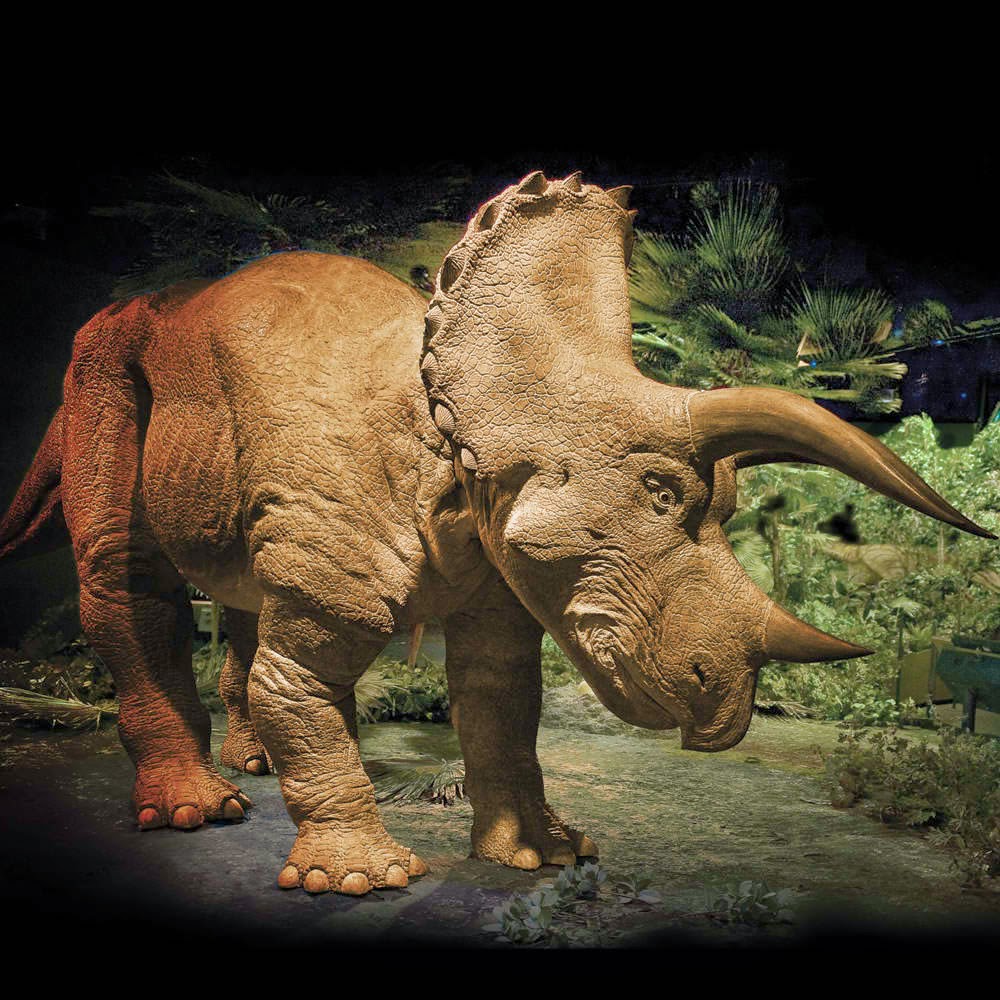 Robot Triceratops photo Robot Triceratops photo