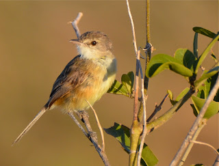 Rufous-Sided Pygmy-Tyrant, Euscarthmus rufomarginatus