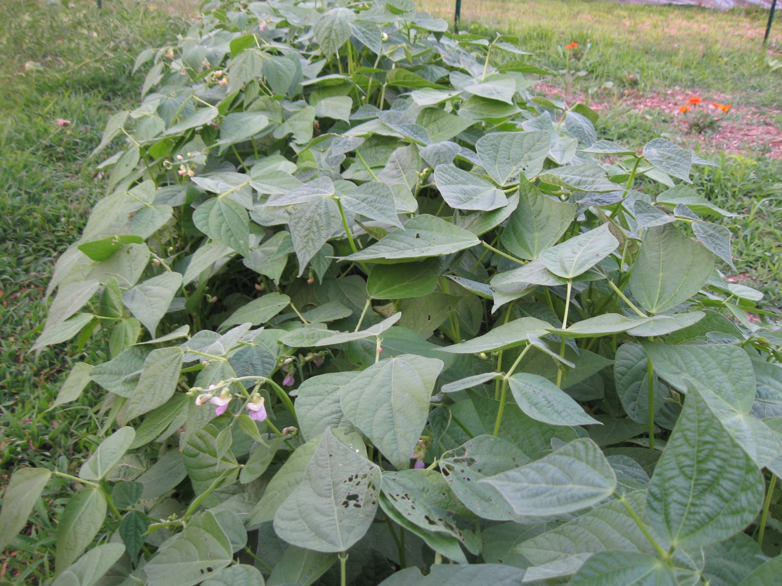 Kentucky Fried Garden The First Okra of the Season